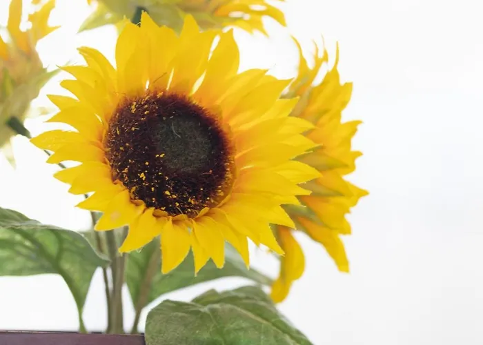 Ivica アパート *